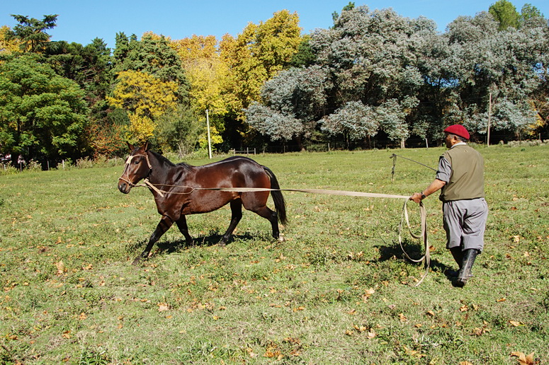 Working young horses at El solar